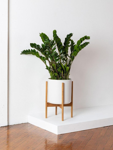 زاموفیلیا Zamioculcas zamiifolia
