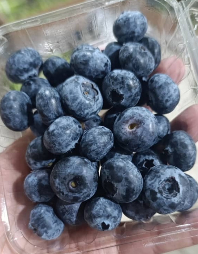 میوه بلوبری